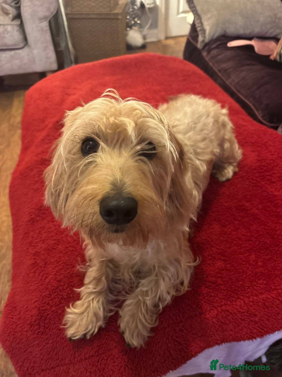 Dachshund dogs for sale: Pedigree standard cream wirehaired Dachshund  - Advert 6