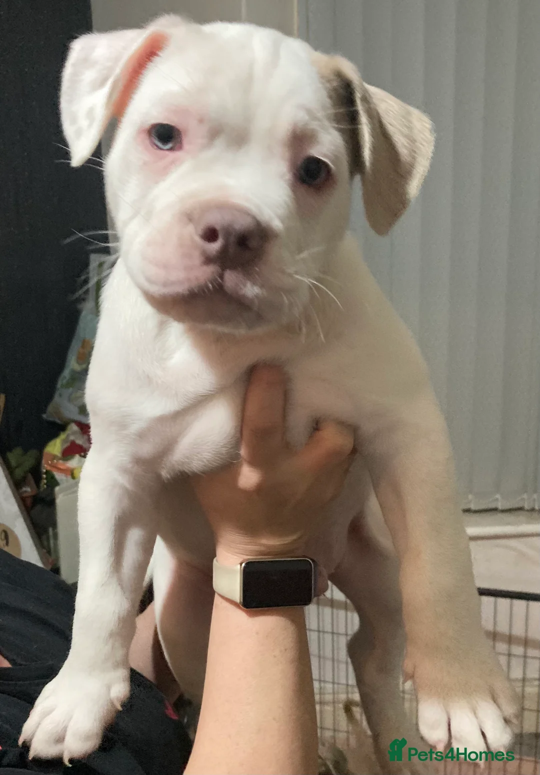 Mixed Breed dogs for sale: OLD ENGLISH BULLDOG X - Advert 1