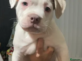 Mixed Breed dogs OLD ENGLISH BULLDOG X - Advert 2