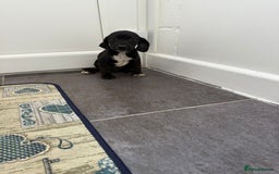 Mixed Breed dogs for sale: 6 beautiful jack russle cross cocker spaniels  - Image 22