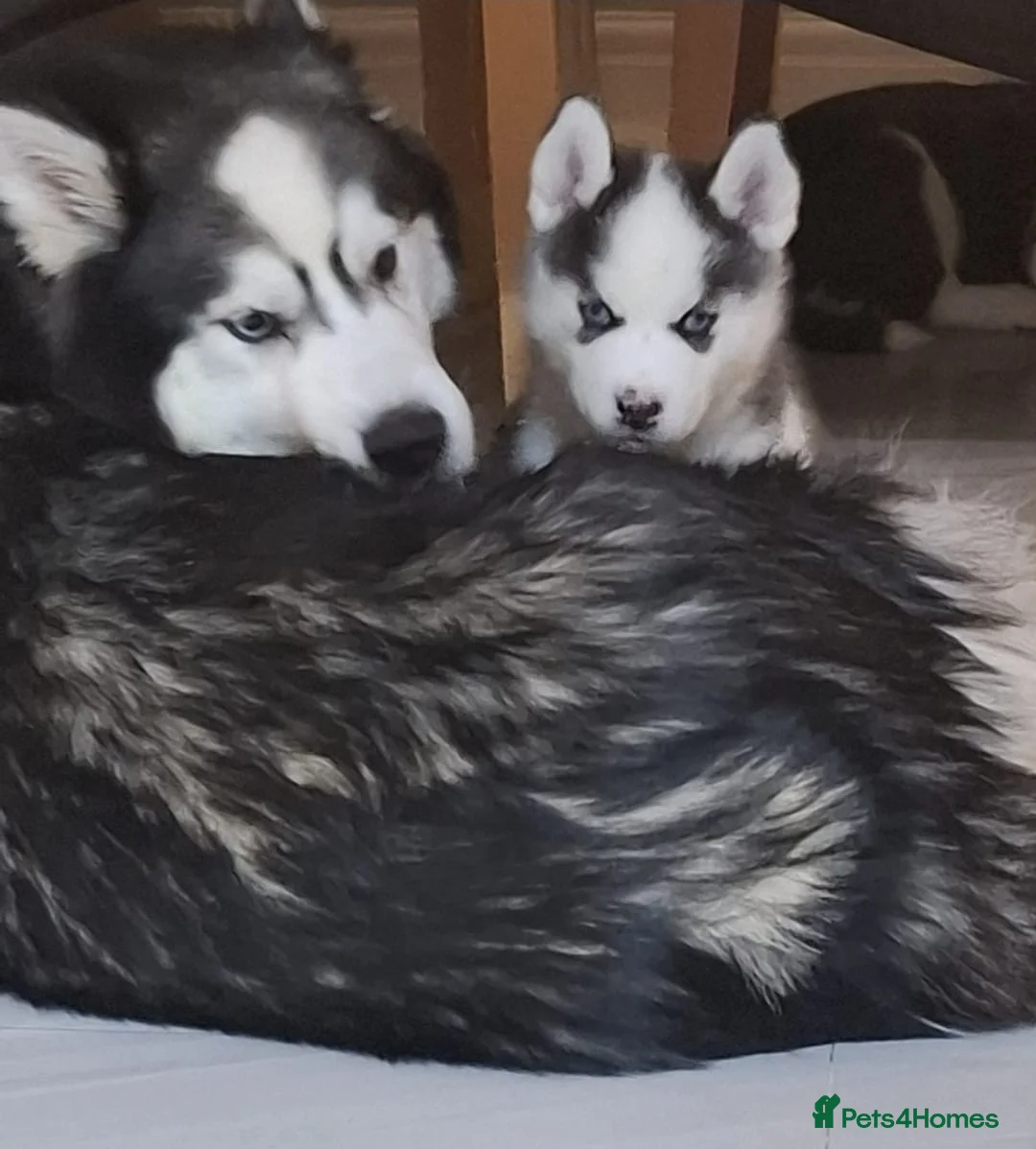 Siberian Husky dogs for sale: Siberian Huskies- BIG and WOOLY (4 Female, 1 Male) - Advert 9
