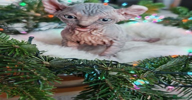 Sphynx cats Unique Elf, Sphynx & Dwelf Babies - Advert 2