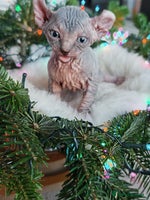 Sphynx cats Unique Elf, Sphynx & Dwelf Babies - Advert 2