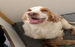 Cockapoo dogs for sale: Champion-Line Cockapoos From Health Tested Parents - Image 7