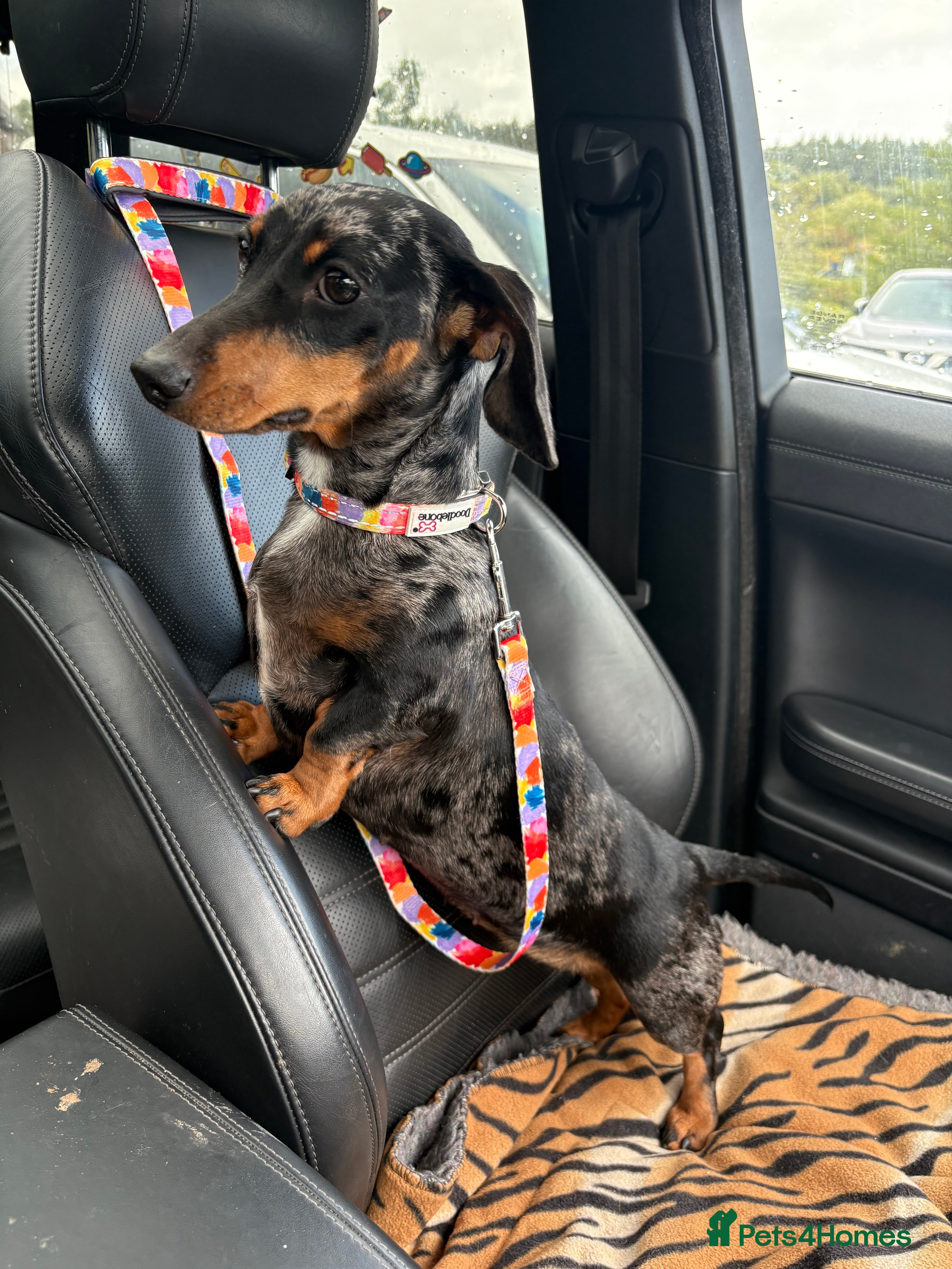 Miniature Dachshund dogs Miniature daxie female  - Advert 12