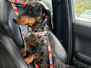 Miniature Dachshund dogs for sale: Miniature daxie female - Advert 1