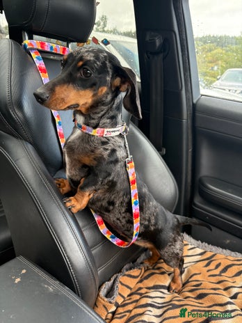 Miniature Dachshund dogs Miniature daxie female - Advert 1