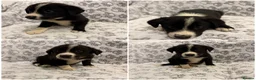 Border Collie dogs for sale: Health Tested parents, KC Reg, BAER tested pups - Advert 12