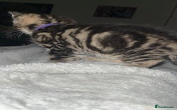 British Shorthair cats for sale: two female kittens  - Image 10