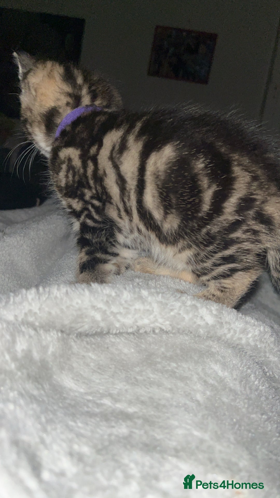 British Shorthair cats for sale: two female kittens  - Image 10