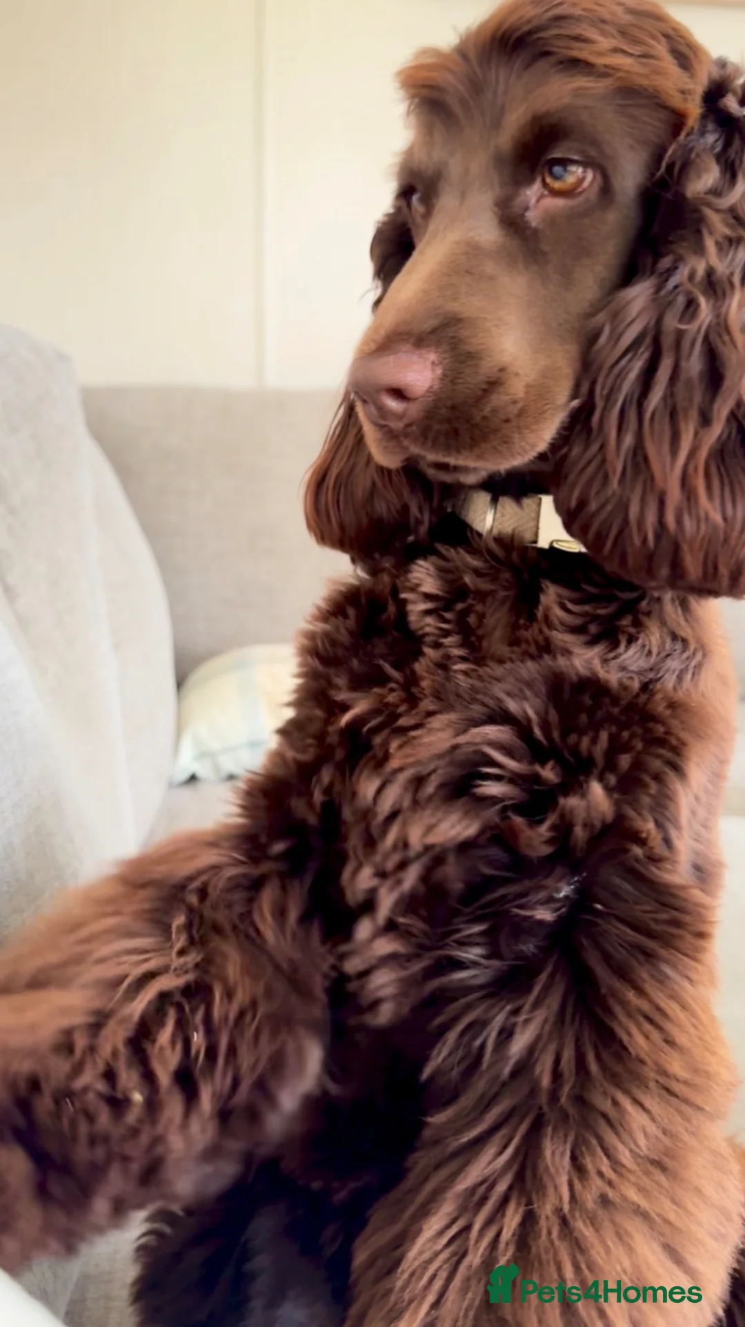 Cocker Spaniel dogs for sale: 🤎🐶 Chocolate English Show Cocker Spaniel Puppies in Bridgwater - Advert 2