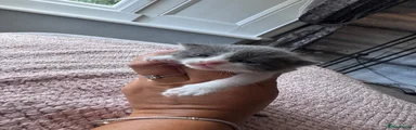 Domestic Shorthair 6