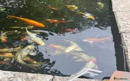 Koi Carp fish for sale: Complete Koi carp set up for sale - Image 15