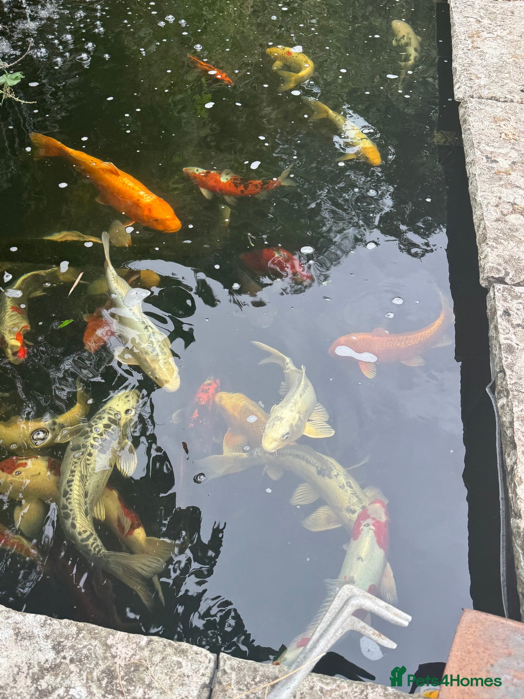 Koi Carp fish for sale: Complete Koi carp set up for sale - Image 15