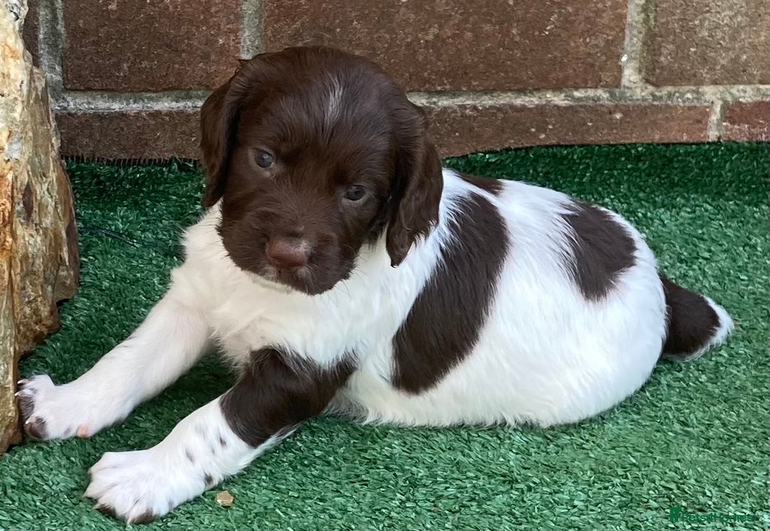 English Springer Spaniel dogs for sale: FTCH sired English Springer Spaniel Puppies - Image 8