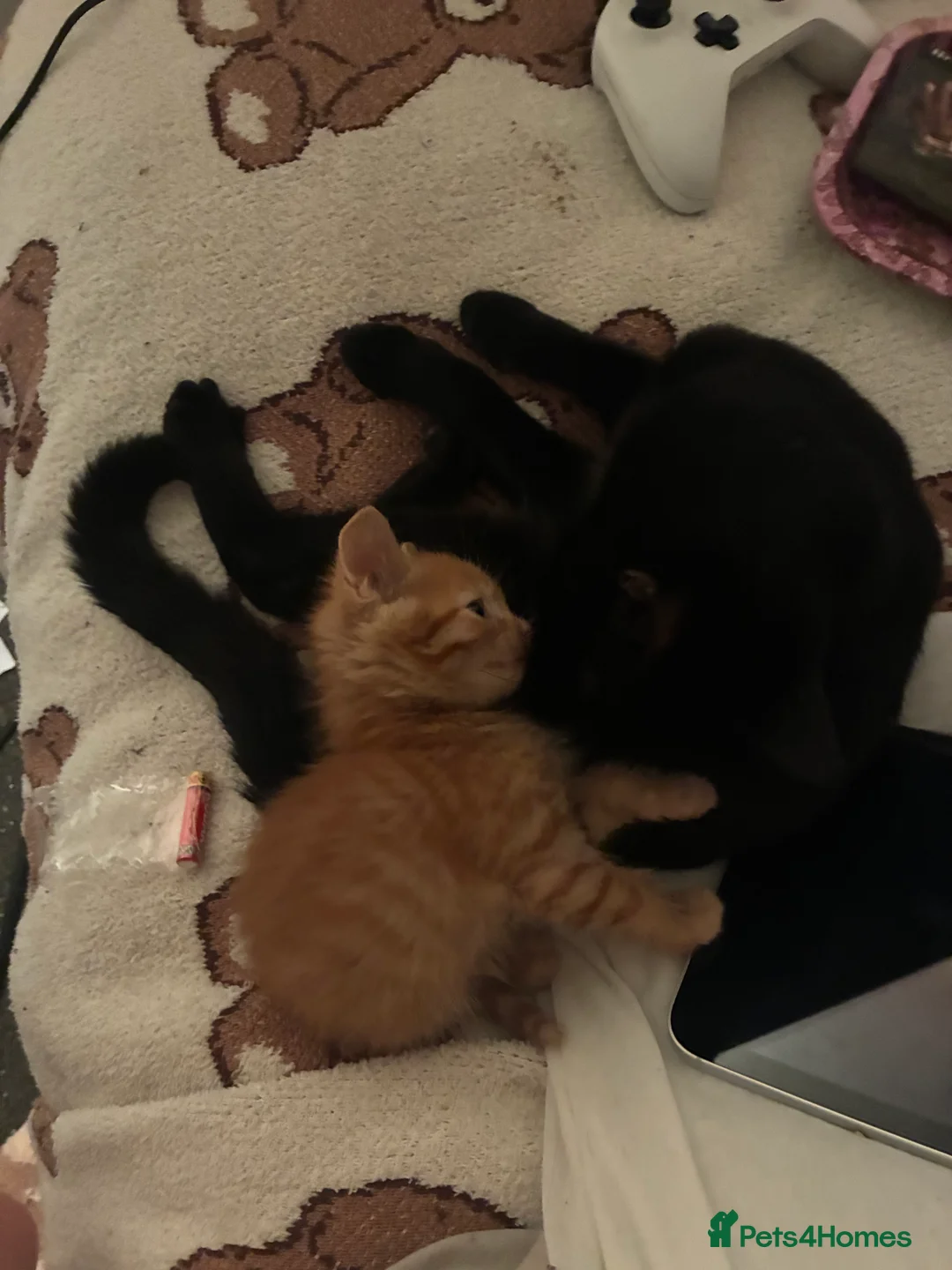 Mixed Breed cats for sale: Beautiful fluffy cuddly kittens for sale!!!  - Advert 28