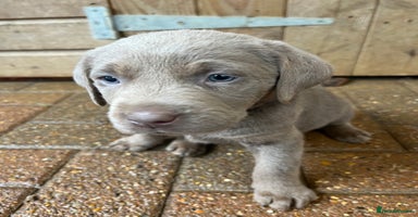 Labrador Retriever dogs - Advert 11