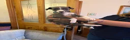 Whippet dogs for sale: Whippet puppies for sale - Advert 8