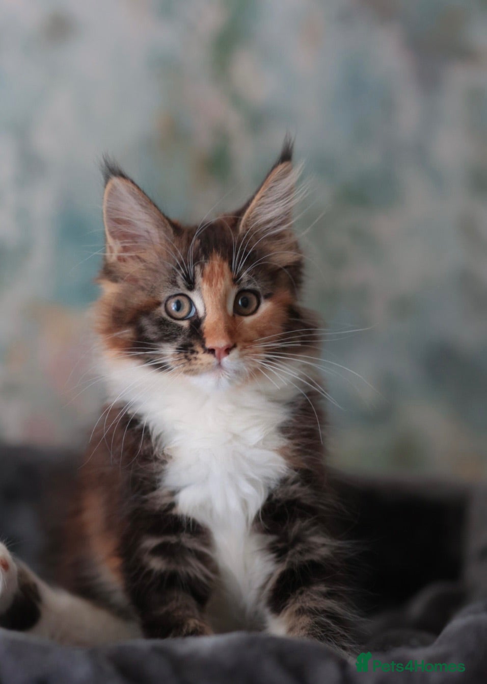 Maine Coon cats Maine Coon Kittens - Silver Tabby & Calico - Advert 2