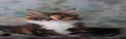 Maine Coon cats for sale: Maine Coon Kittens - Silver Tabby & Calico - Advert 2