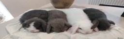 Mini Lop rabbits for sale: Baby Mini Lop Rabbits  - Advert 10