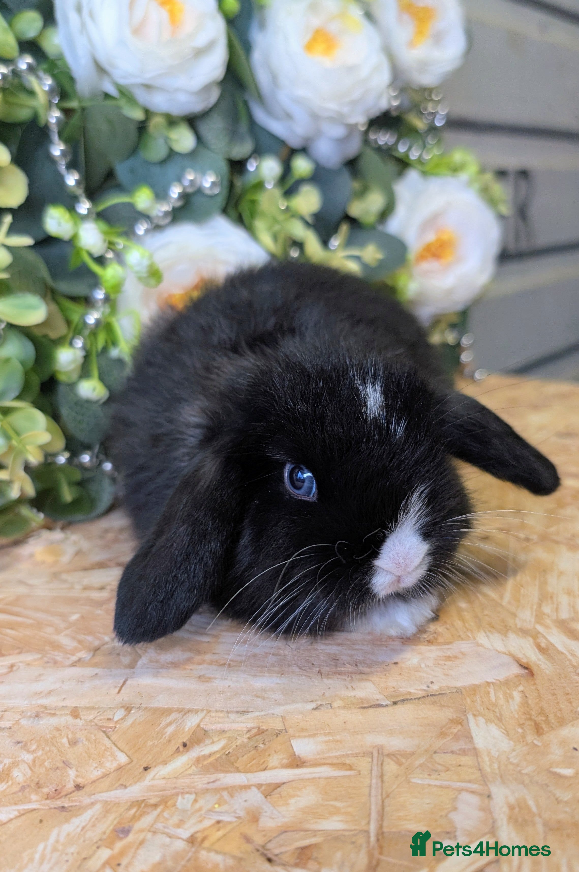 Mini Lop rabbits ❤️mini lop babies❤️  - Advert 22