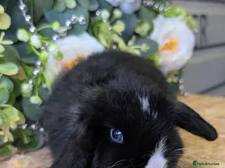 Mini Lop rabbits ❤️mini lop babies❤️ - Advert 22