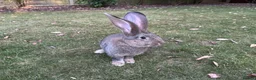 Continental Giant rabbits for sale: 8 Continental Giant Babies - Advert 10