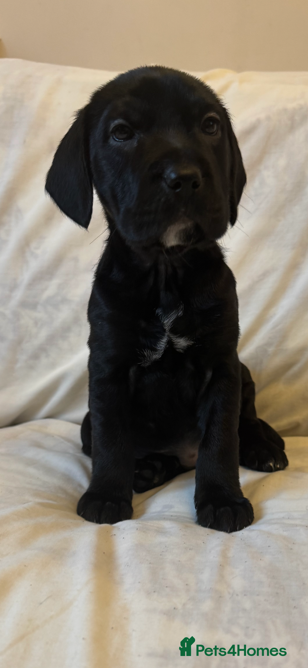 Mixed Breed dogs for sale: Mixed bread cavapoo-staff/sharpie - Advert 2