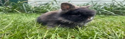 Lionhead rabbits for sale: Beautiful mini double maned lionheads  - Advert 25