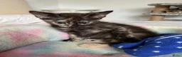 Mixed Breed cats for sale: 5 lovely kittens 🐾 - Advert 28