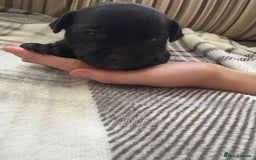 Staffordshire Bull Terrier dogs for sale: 8 Staffordshire Bull Terriers  - Image 29