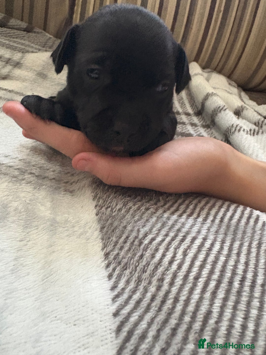 Staffordshire Bull Terrier dogs for sale: 8 Staffordshire Bull Terriers  - Image 29