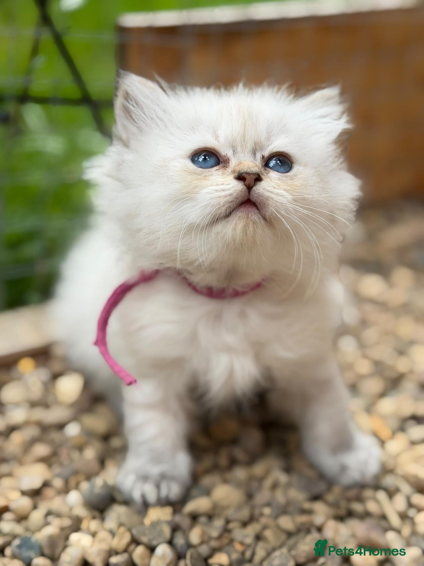 British Longhair cats TICA Longhair British girls❤️ - Advert 10