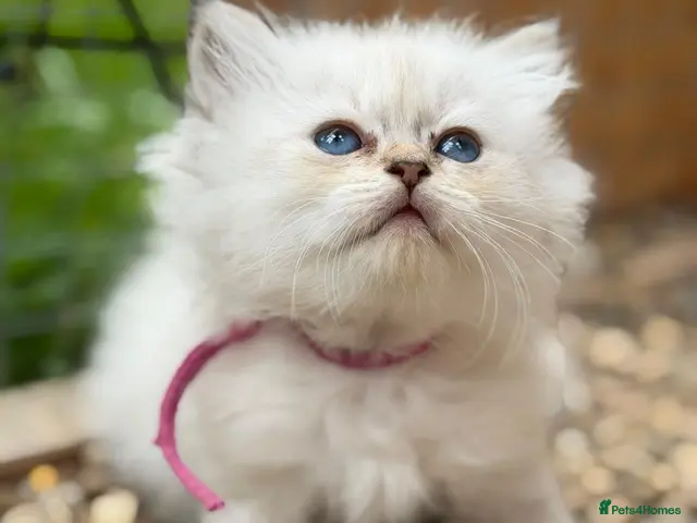 British Longhair cats TICA Longhair British girls❤️ - Advert 10