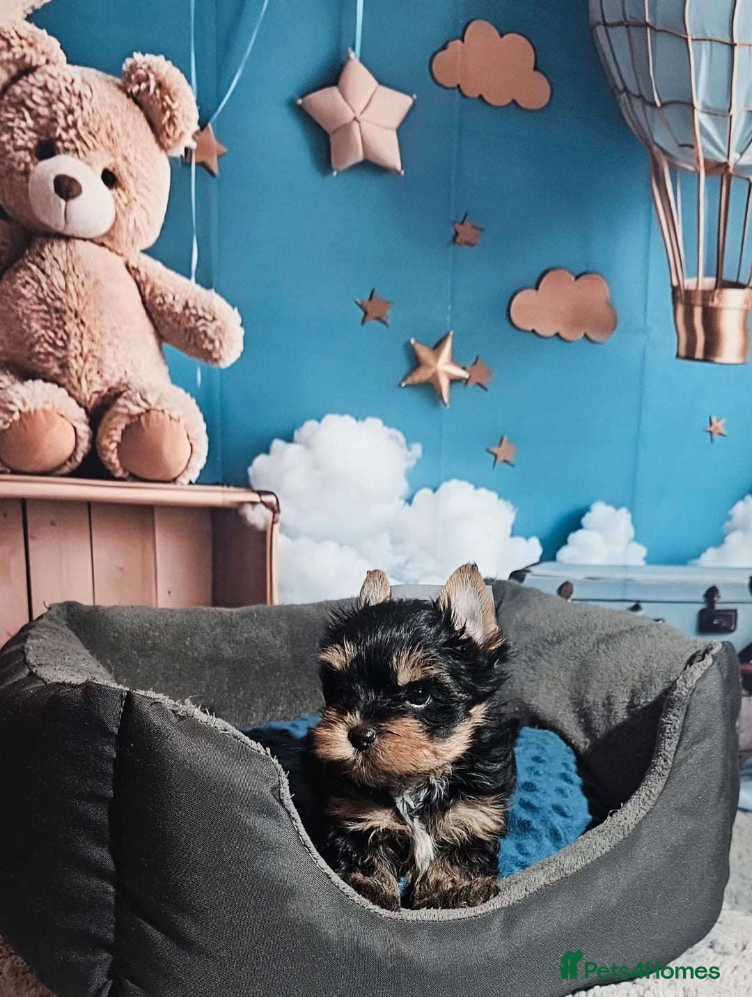 Yorkshire Terrier dogs for sale: Tiny Yorkshire Terrier with one boy merle - Advert 25