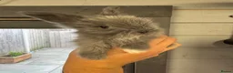 Angora rabbits for sale: Full face Angora babies - Advert 4