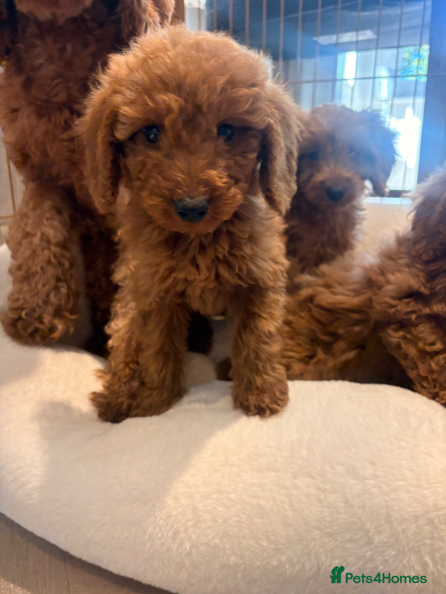 Labradoodle dogs for sale: LICENSED BREEDER TOY MINIATURE LABRADOODLES   - Advert 2