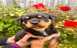 Rottweiler dogs for sale: 2 quality Rottweiler puppies  - Image 8