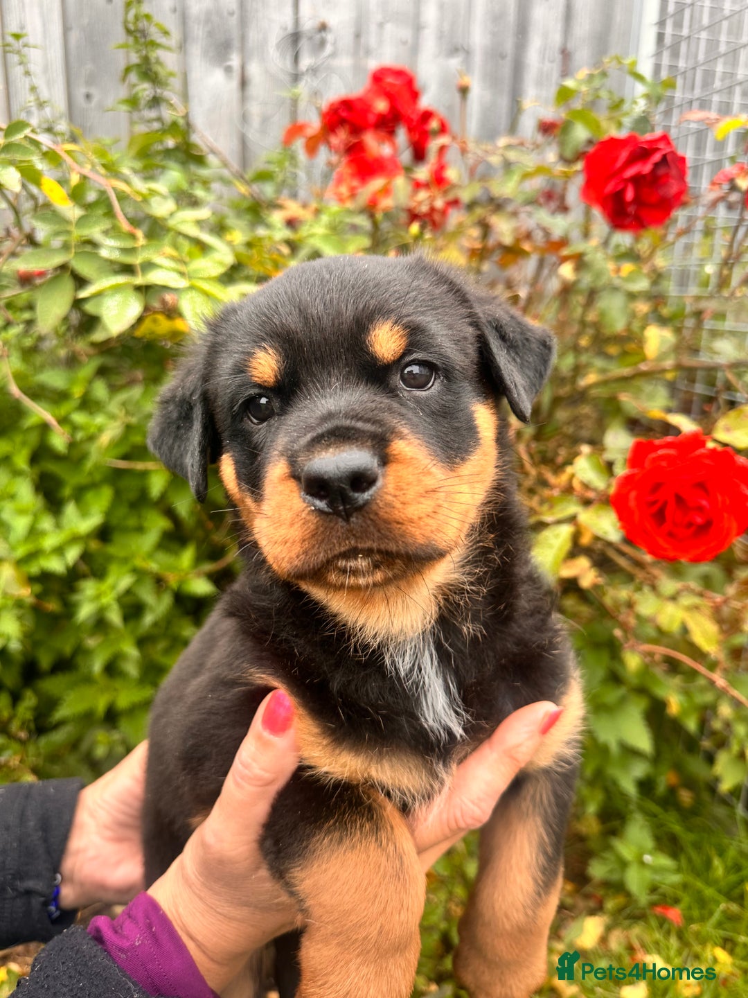 Rottweiler dogs for sale: 2 quality Rottweiler puppies  - Image 8