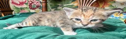 Mixed Breed cats for sale: 5 fabulous kittens for sale… - Advert 1