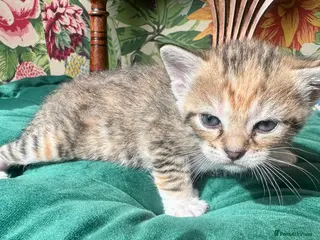 Mixed Breed cats 5 fabulous kittens for sale… - Advert 1