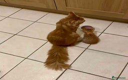 Maine Coon cats for sale: ✨2 Boys and 3 Girls Maine Coon kittens ✨🐾 - Image 6