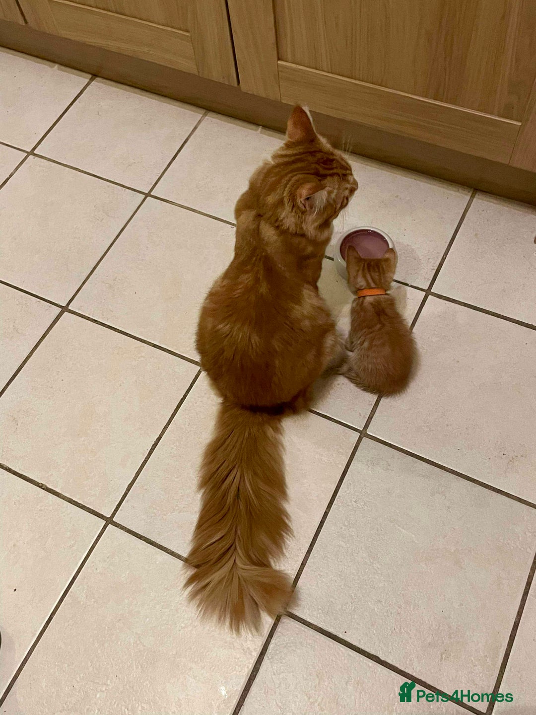 Maine Coon cats for sale: ✨2 Boys and 3 Girls Maine Coon kittens ✨🐾 - Image 6