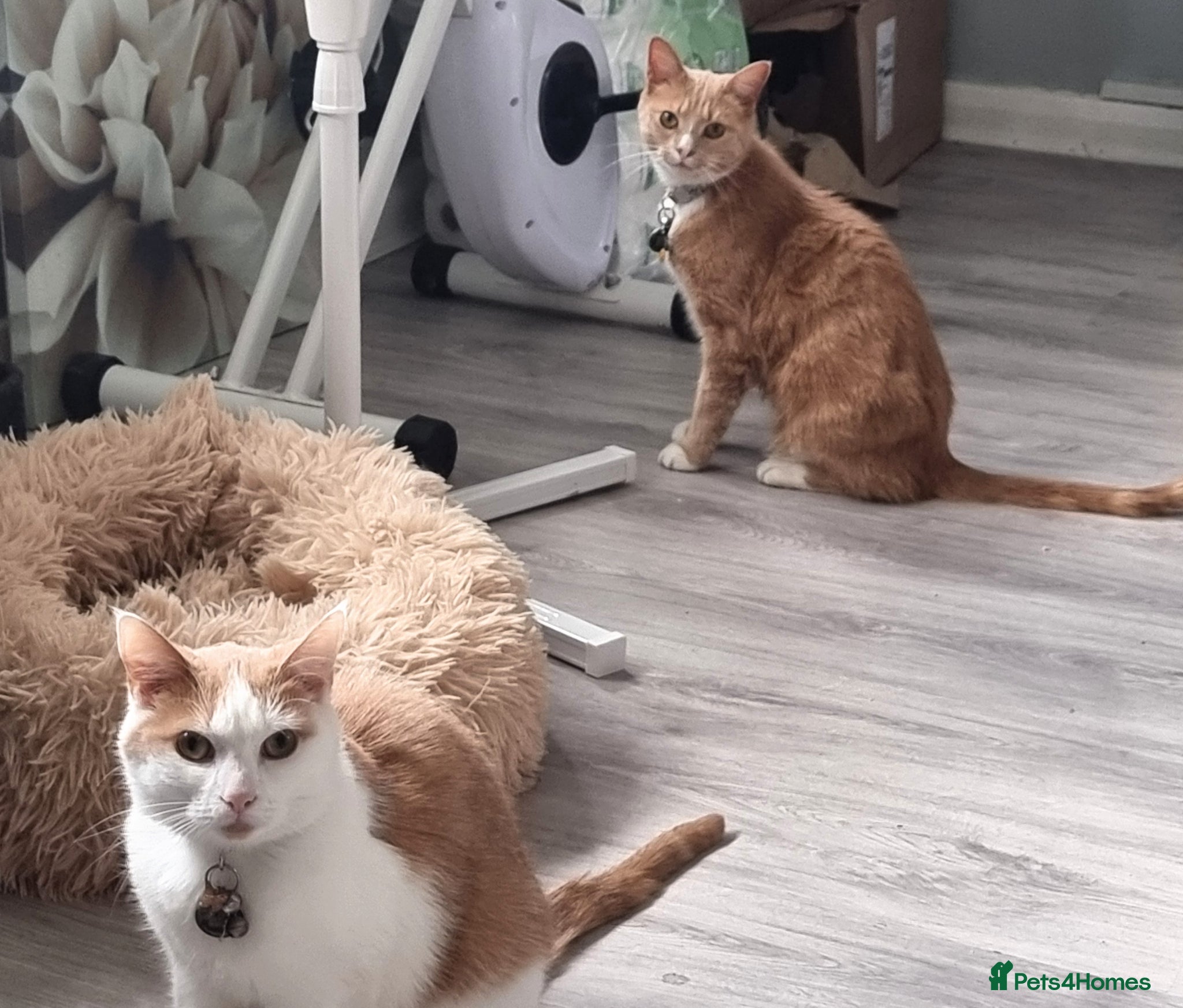 Mixed Breed cats for sale: Gorgeous boys  in Shipston-on-Stour - Advert 1