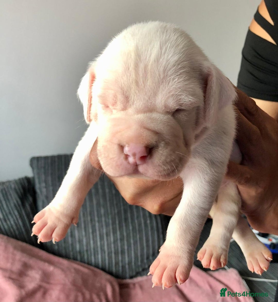 Mixed Breed dogs for sale: American bulldogs  - Image 9