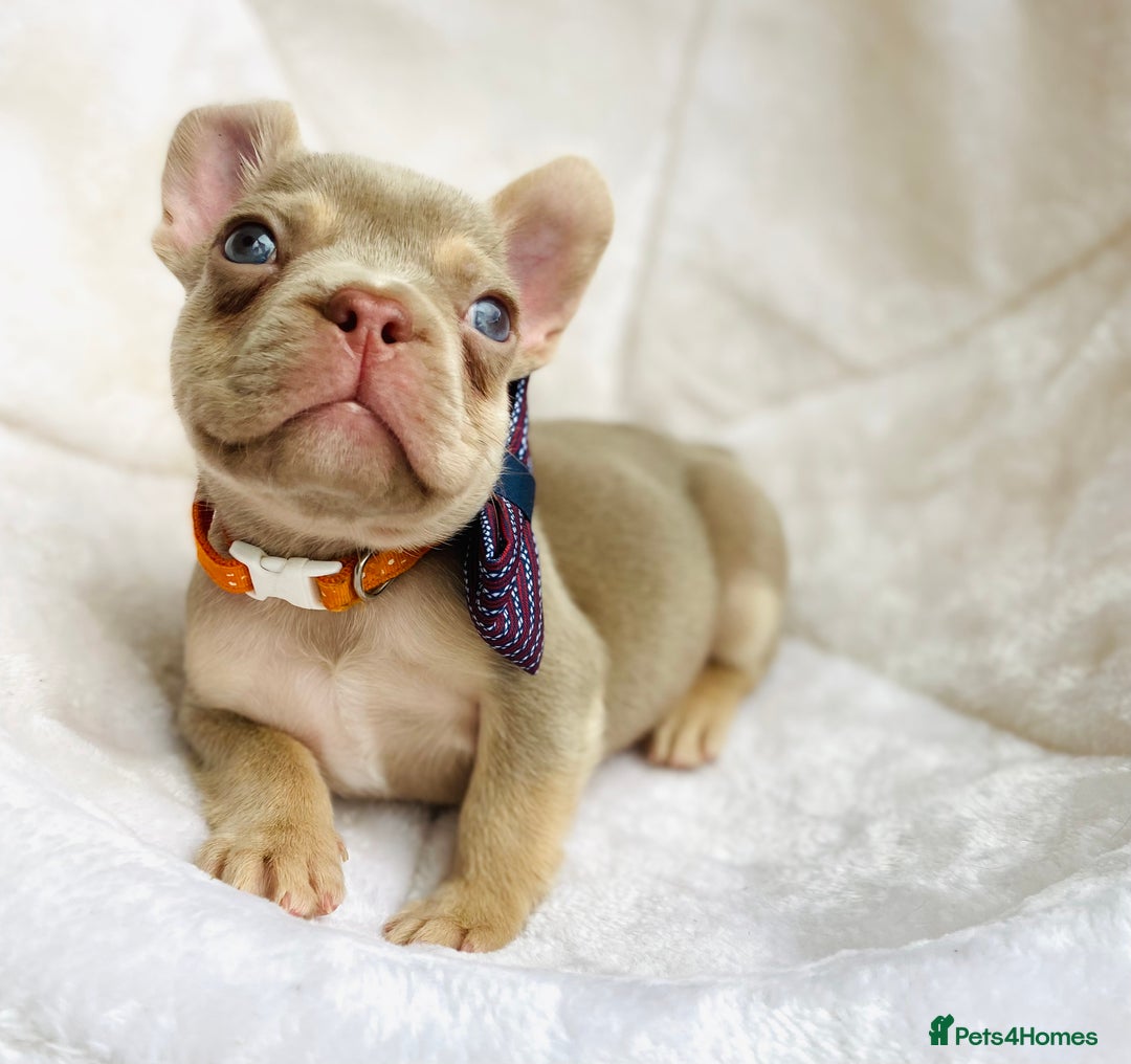 French Bulldog dogs for sale: NEWSHADE ISABELLA MALE FRENCH BULLDOGS - Image 1