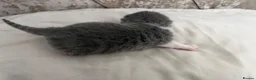 British Shorthair cats for sale: Beautiful British Short Hair Kittens - Advert 29