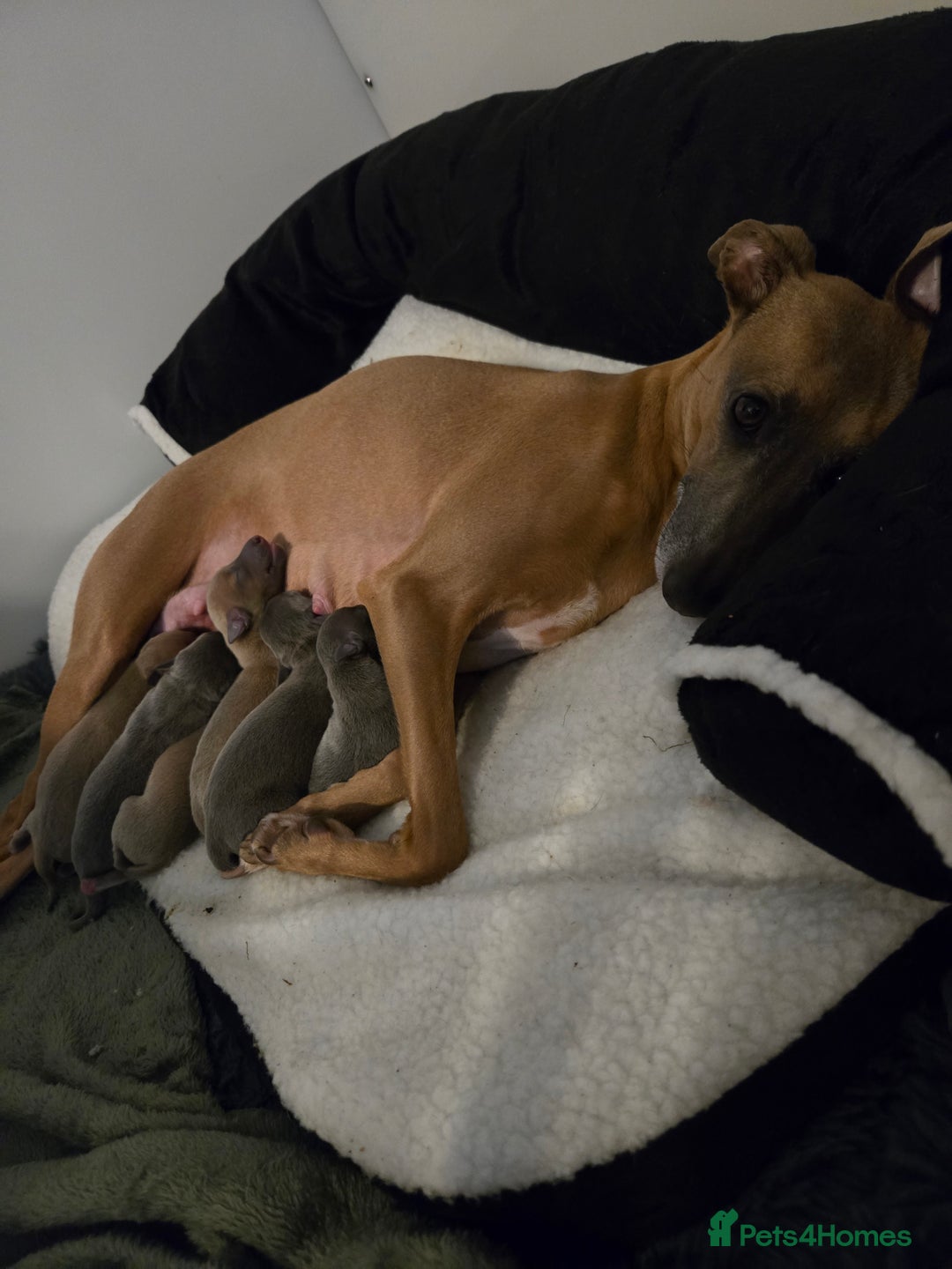 Italian Greyhound dogs for sale: Quality KC Registered Italian Greyhound puppies - Advert 19