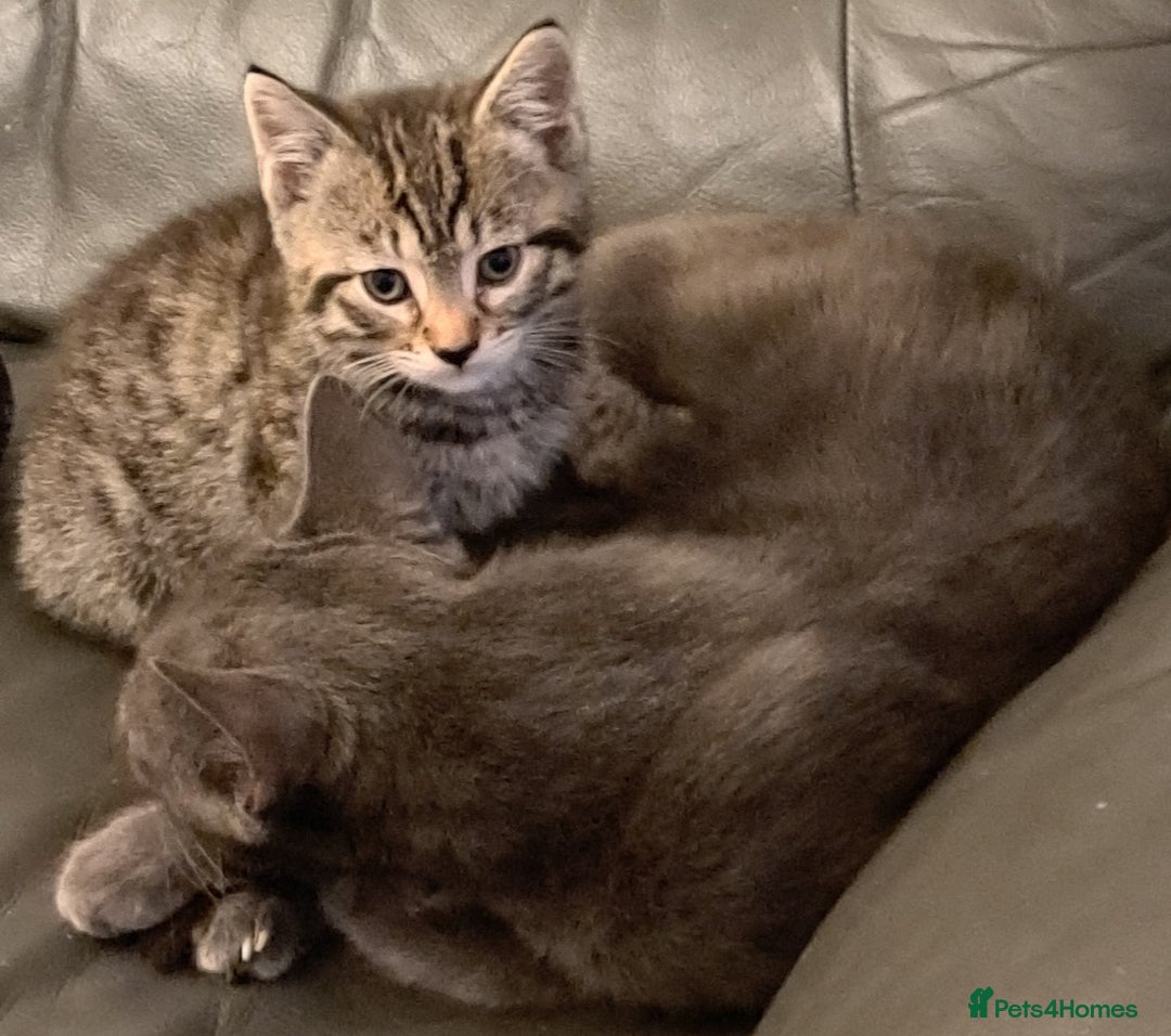 Mixed Breed cats for sale: Gorgeous Cross Kittens 🌟 - Advert 11